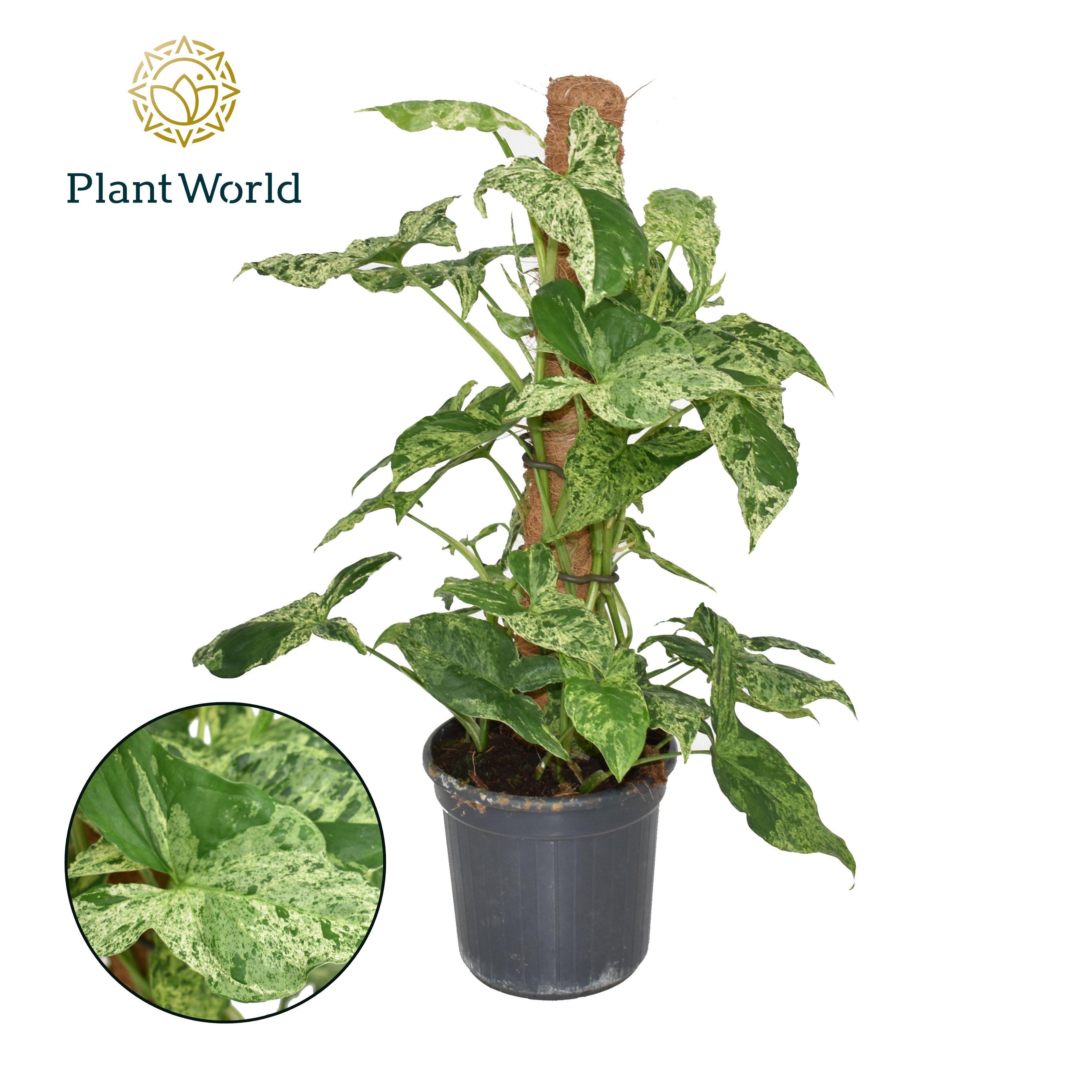 Горшечные цветы и растения оптом Syngonium Mottled Mosspole от 6шт из Голландии с доставкой по России