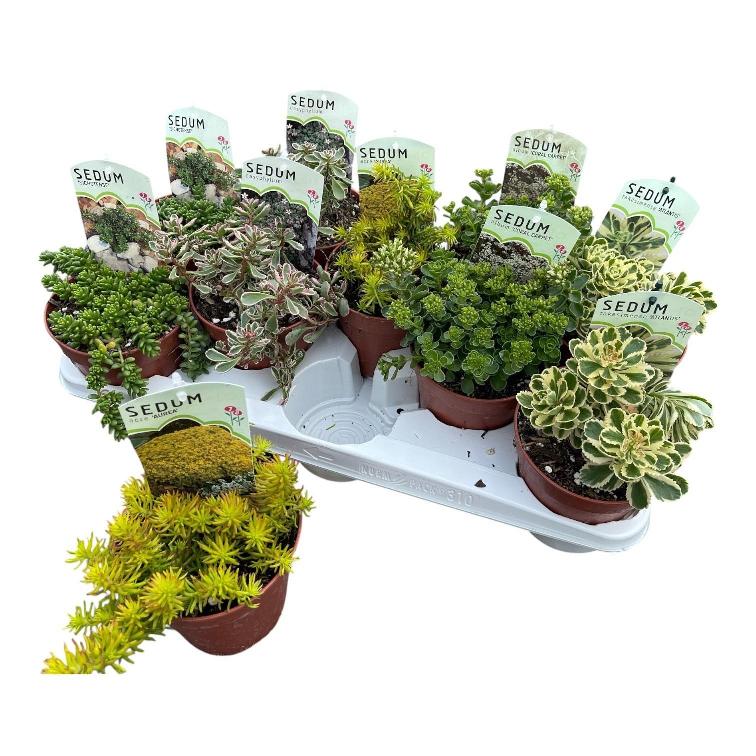 Горшечные цветы и растения оптом Sedum Ov от 10шт из Голландии с доставкой по России