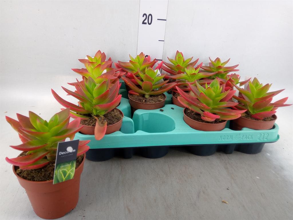 Горшечные цветы и растения оптом Crassula   ... от 12шт (для телеги) из Голландии с доставкой по России