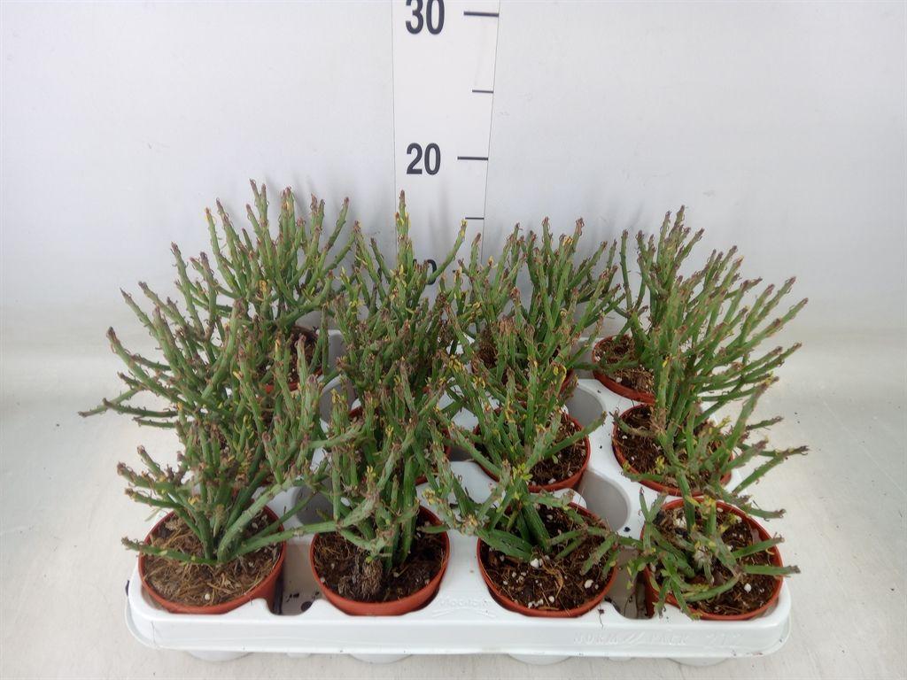 Горшечные цветы и растения оптом Senecio   ... от 12шт (для телеги) из Голландии с доставкой по России