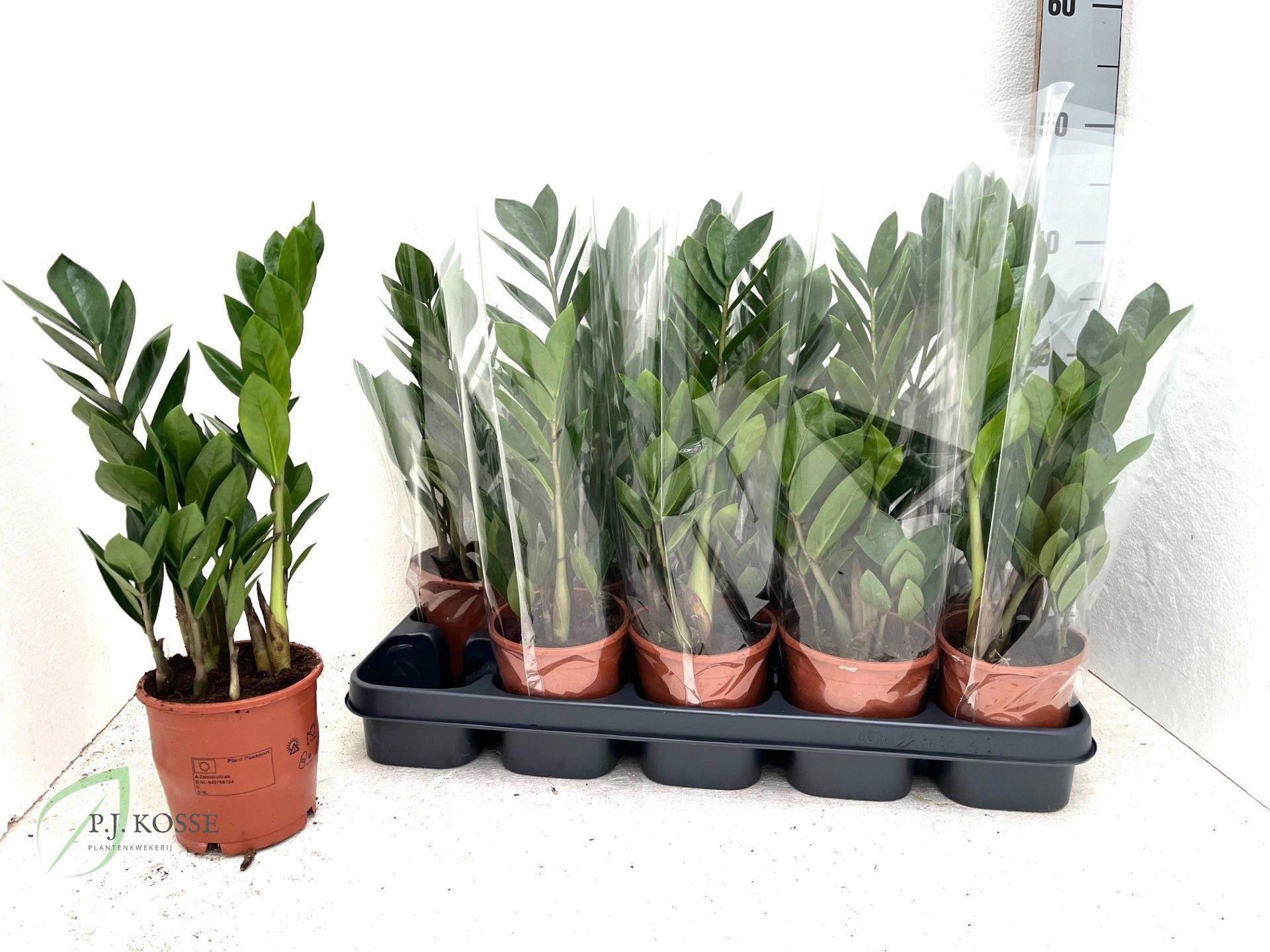 Горшечные цветы и растения оптом Zamio Zamiifolia от 10шт' из Голландии с доставкой по России Горшечные цветы и растения оптом Zamio Zamiifolia от 10шт' из Голландии с доставкой по России