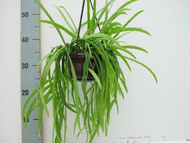 Горшечные цветы и растения оптом Rhipsalis ... от 1шт из Голландии с доставкой по России