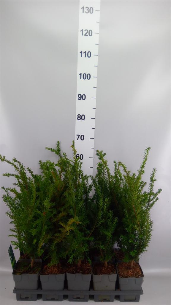 Горшечные цветы и растения оптом Taxus Baccata от 10шт из Голландии с доставкой по России