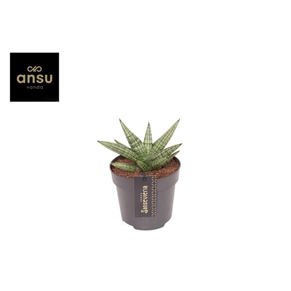Горшечные цветы и растения оптом Sansevieria Inti Mini No. 4 от 6шт из Голландии с доставкой по России