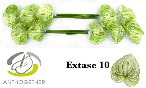 Срезанные цветы оптом Anthurium extase от 10шт. из Голландии с доставкой по России