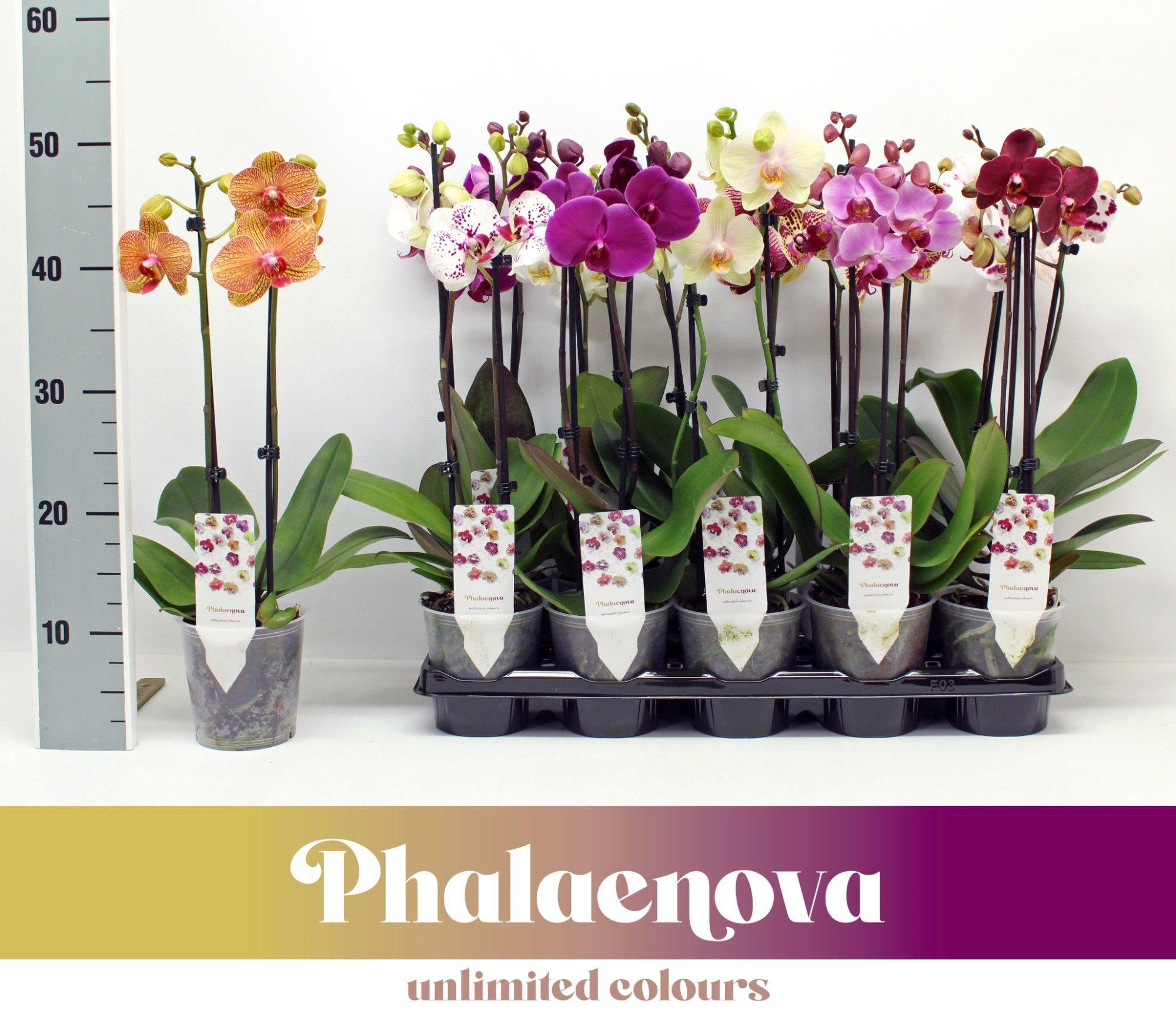 Горшечные цветы и растения оптом Phal 2st Budget Mix 12+ (phalaenova) от 10шт из Голландии с доставкой по России