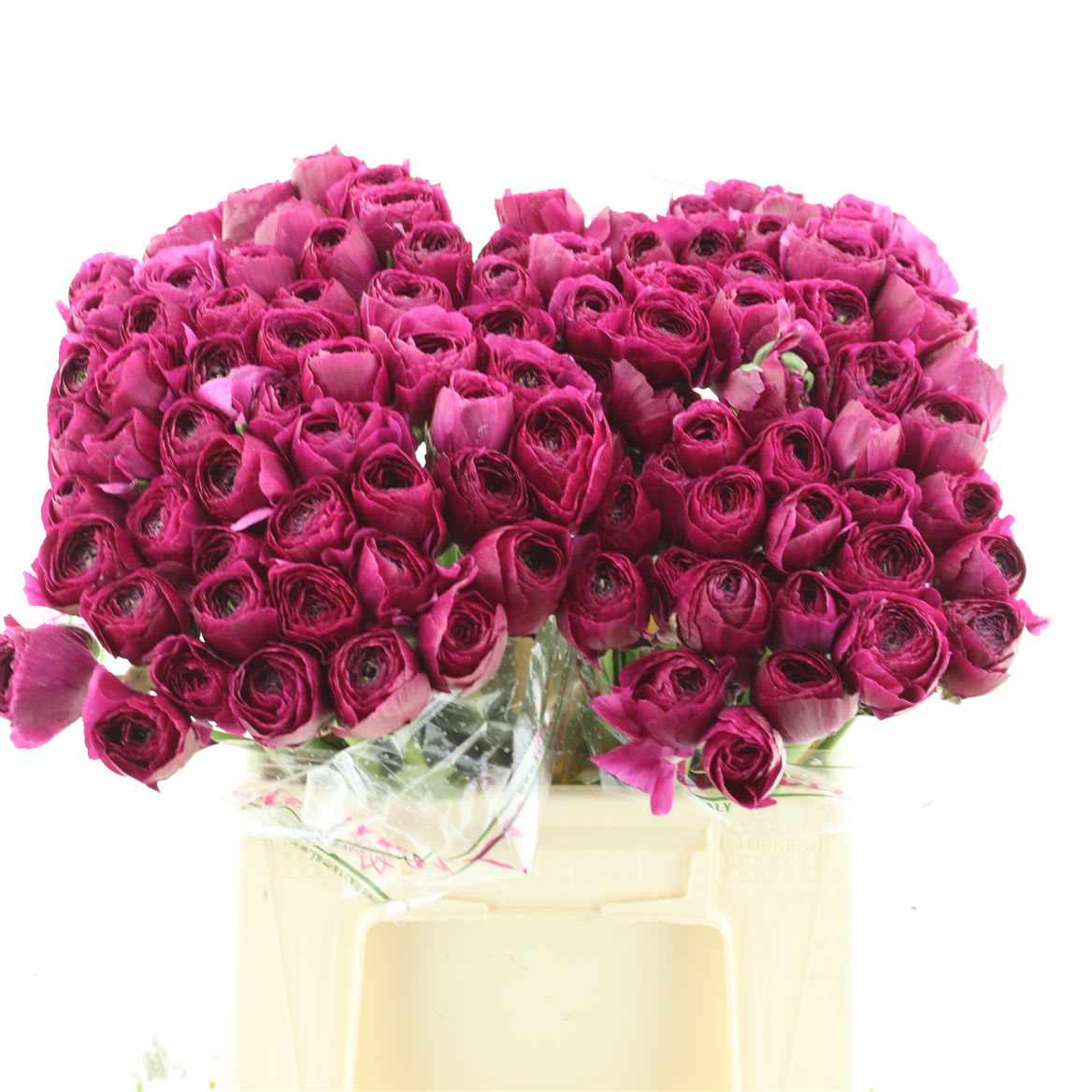 Срезанные цветы оптом Ranunculus succes sherry от 100шт из Голландии с доставкой по России