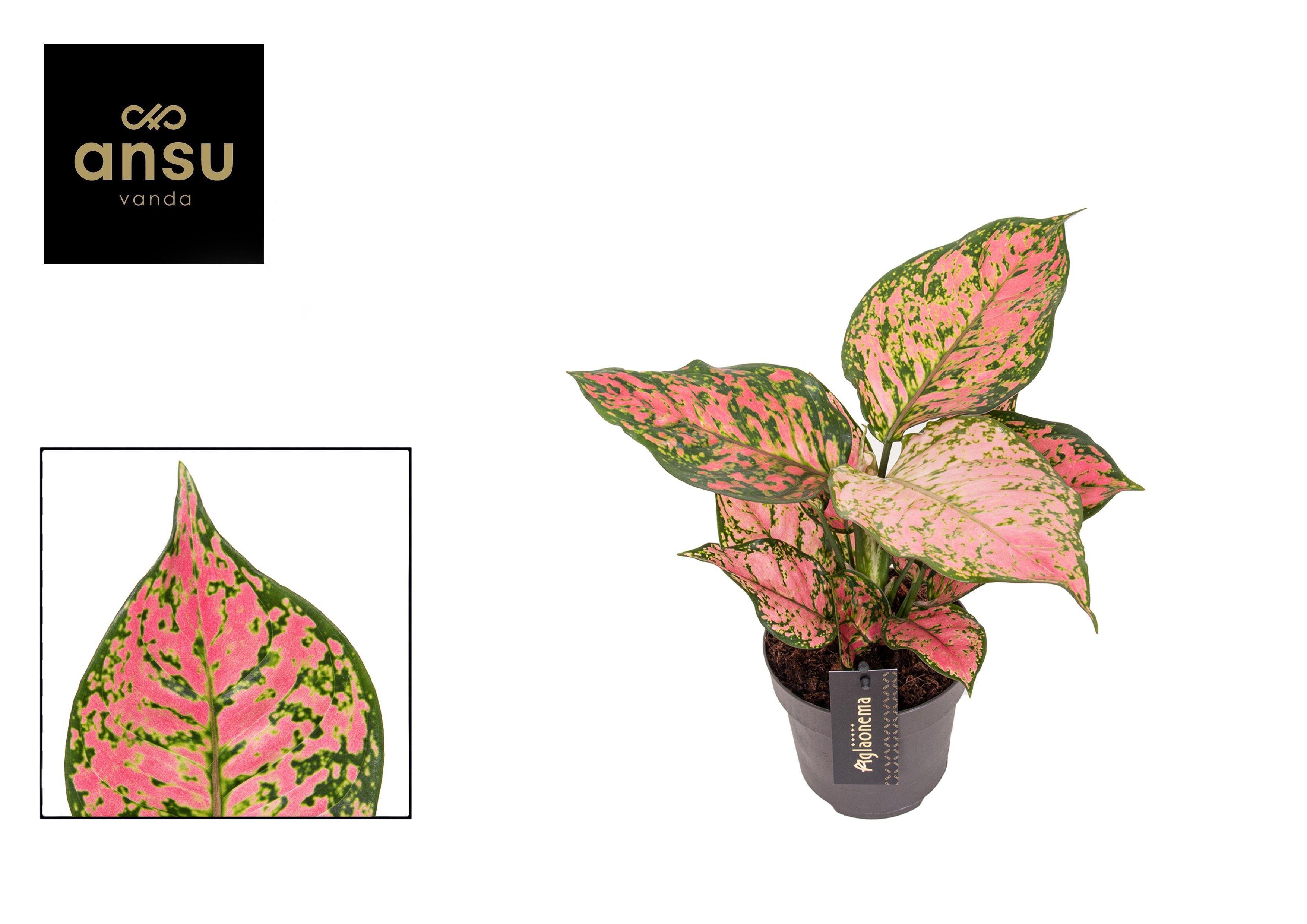 Горшечные цветы и растения оптом Aglaonema Crimson Love от 6шт из Голландии с доставкой по России