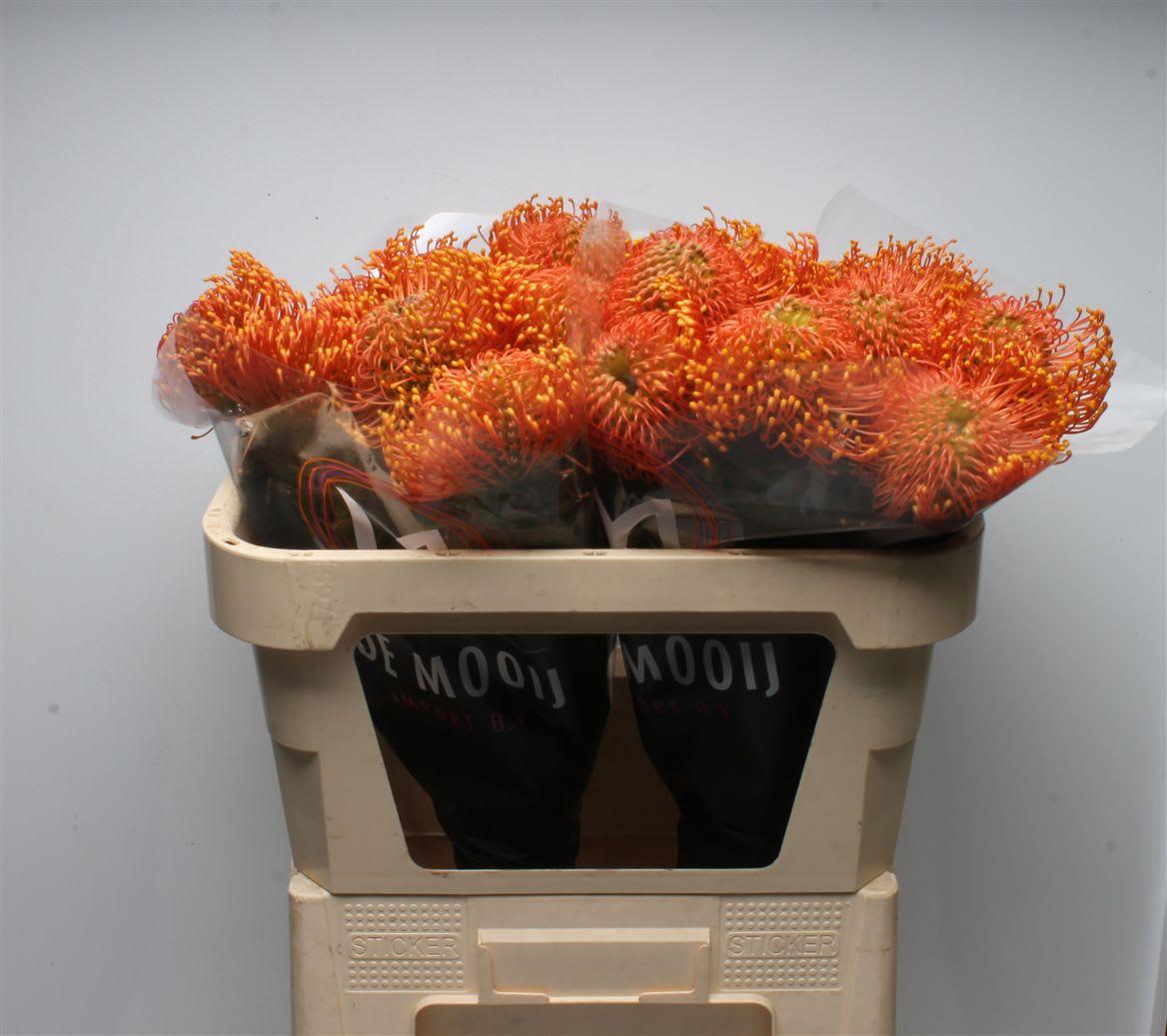 Срезанные цветы оптом Nutans ayoba orange zest от 20шт из Голландии с доставкой по России