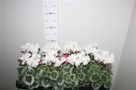 Горшечные цветы и растения оптом Cycl Kl Sup Picasso White от 8шт (для телеги) из Голландии с доставкой по России