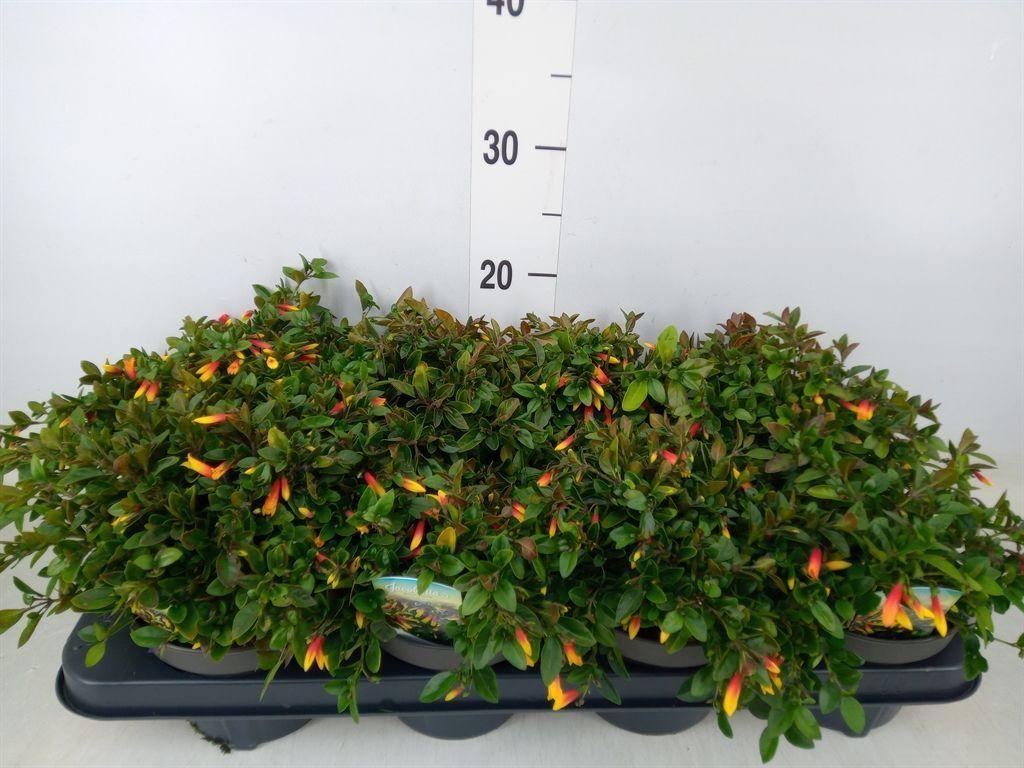 Горшечные цветы и растения оптом Justicia ... от 8шт из Голландии с доставкой по России Горшечные цветы и растения оптом Justicia ... от 8шт из Голландии с доставкой по России