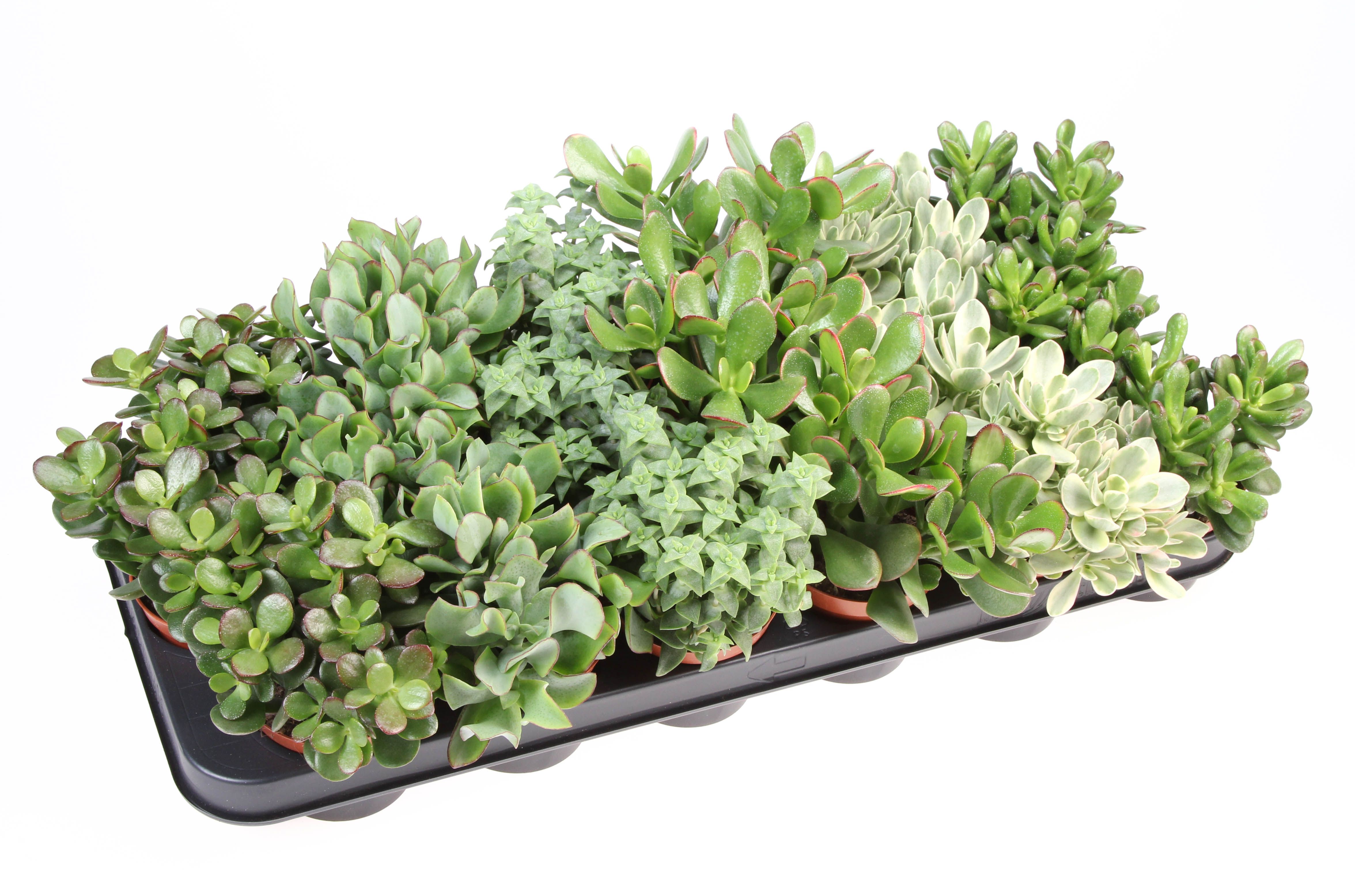 Горшечные цветы и растения оптом Crassula Mix от 18шт (для телеги) из Голландии с доставкой по России Горшечные цветы и растения оптом Crassula Mix от 18шт (для телеги) из Голландии с доставкой по России