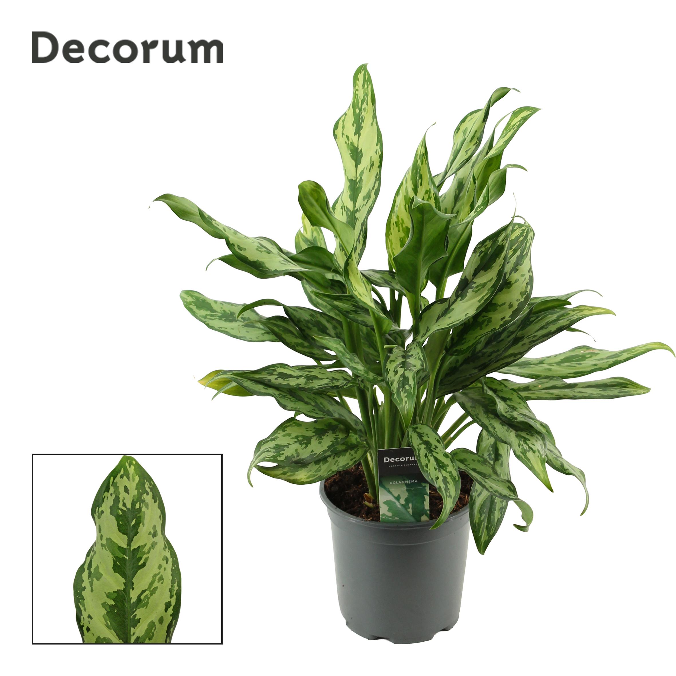 Горшечные цветы и растения оптом Aglaonema Miss Julliette (decorum) от 6шт из Голландии с доставкой по России