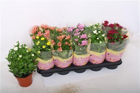 Горшечные цветы и растения оптом Chrys Gevuld Gem от 10шт из Голландии с доставкой по России