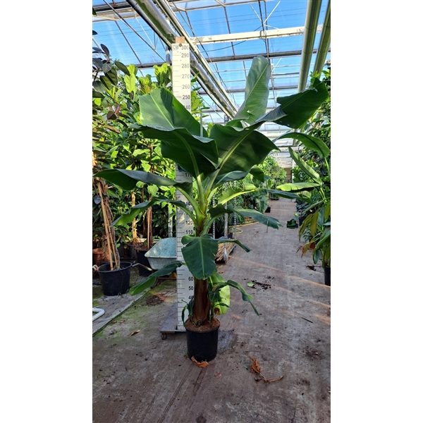 Горшечные цветы и растения оптом Musa Xl 250 от 1шт из Голландии с доставкой по России