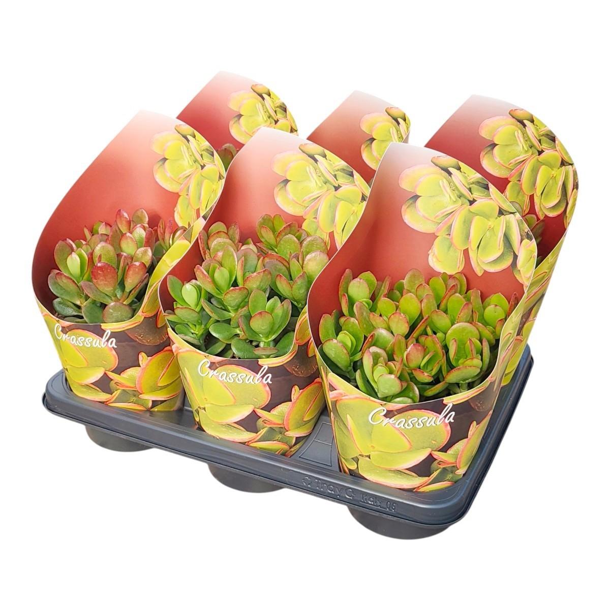 Горшечные цветы и растения оптом Crassula Portulacea Mini Potcover от 6шт из Голландии с доставкой по России
