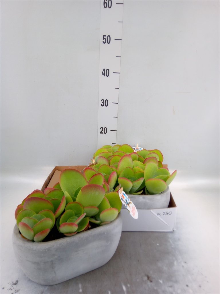 Горшечные цветы и растения оптом Kalanchoe Nf Thyrsiflora от 3шт из Голландии с доставкой по России