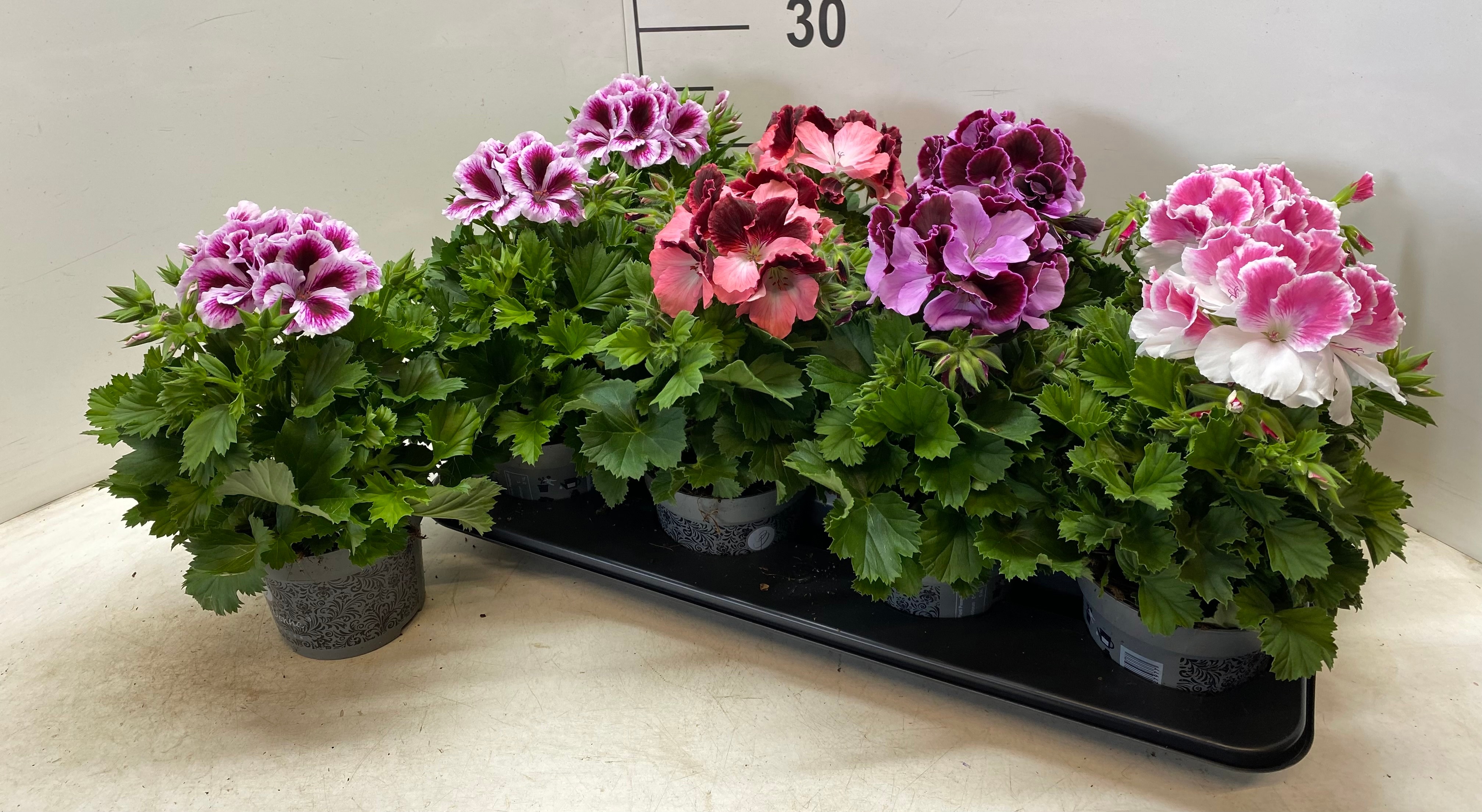 Горшечные цветы и растения оптом Pel Gr Gem от 8шт из Голландии с доставкой по России