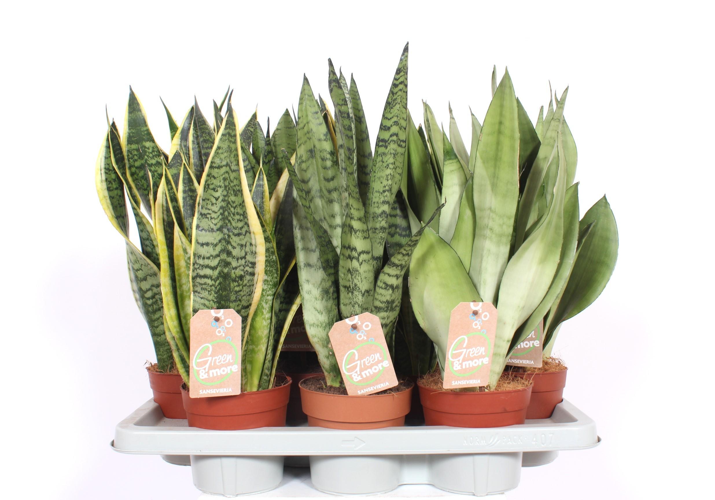 Горшечные цветы и растения оптом Sansevieria Mix от 7шт из Голландии с доставкой по России