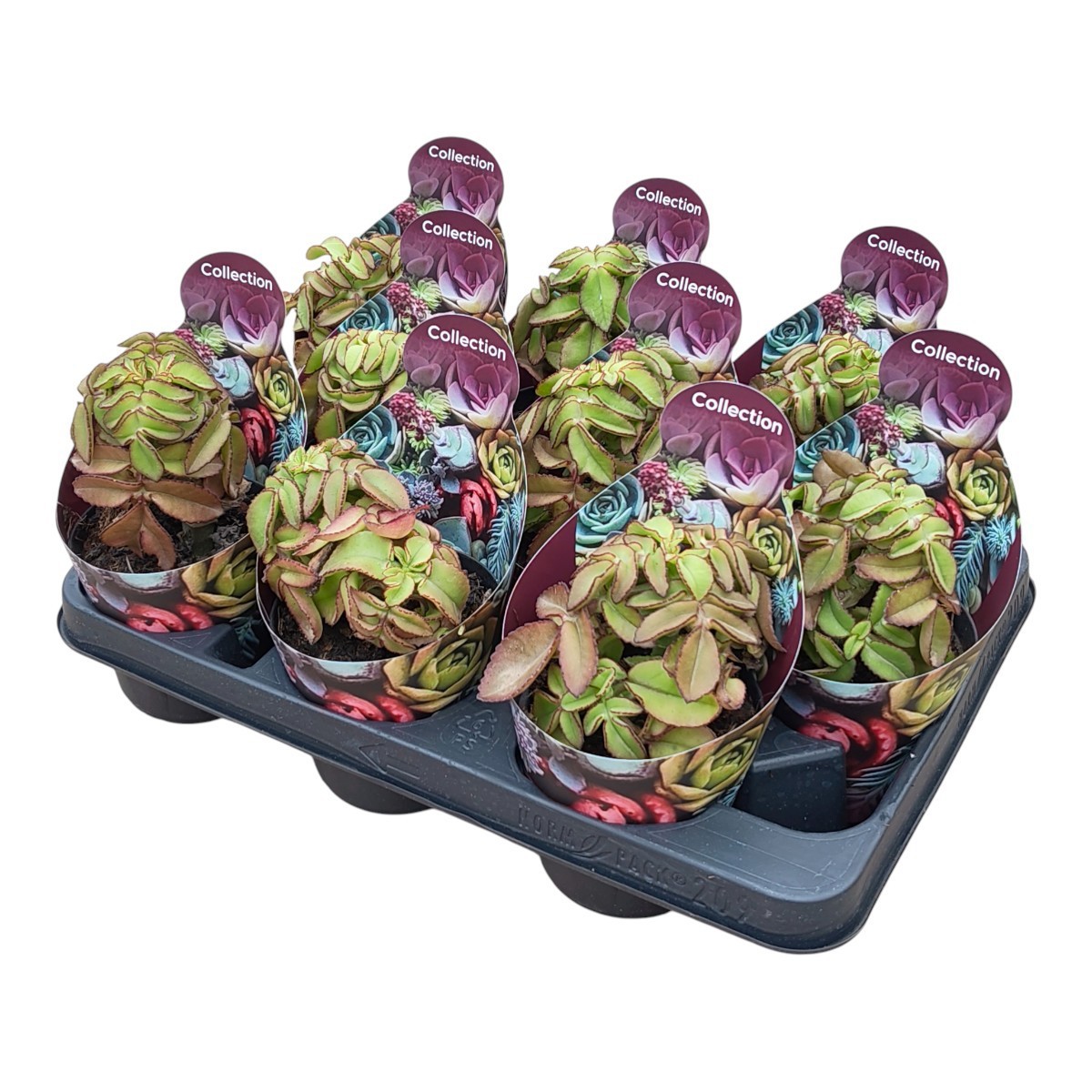 Горшечные цветы и растения оптом Kalanchoe Prolifera Potcover от 9шт из Голландии с доставкой по России