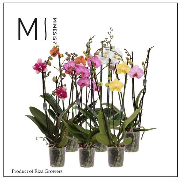 Горшечные цветы и растения оптом Phal 3st Mix 20+ Authentic (orchid Growers) от 10шт из Голландии с доставкой по России