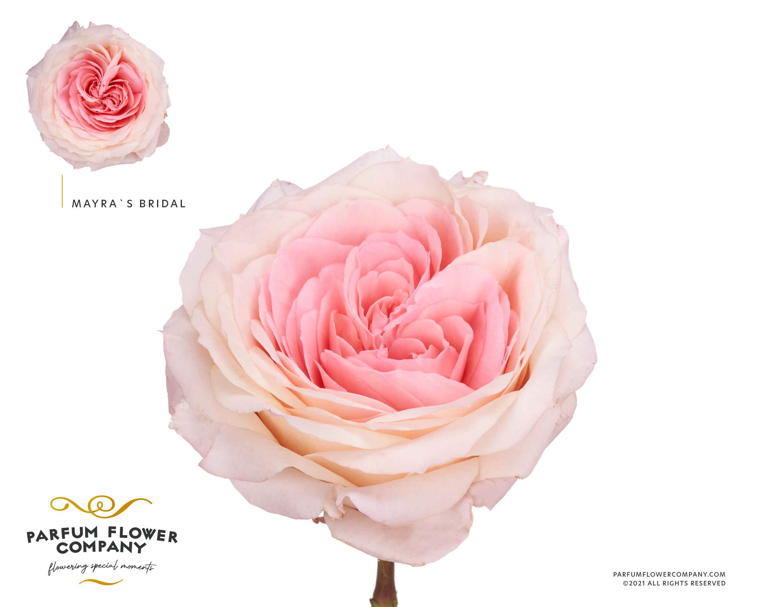 Срезанные цветы оптом Rosa la garden mayra bridal pink от 24шт из Голландии с доставкой по России