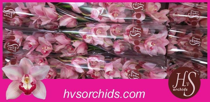 Срезанные цветы оптом Cymbidium purple-white mrs teresa от 10шт из Голландии с доставкой по России