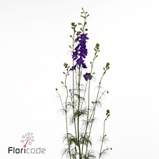 Срезанные цветы оптом Delphinium la qis blue dark (consolida) от 100шт из Голландии с доставкой по России