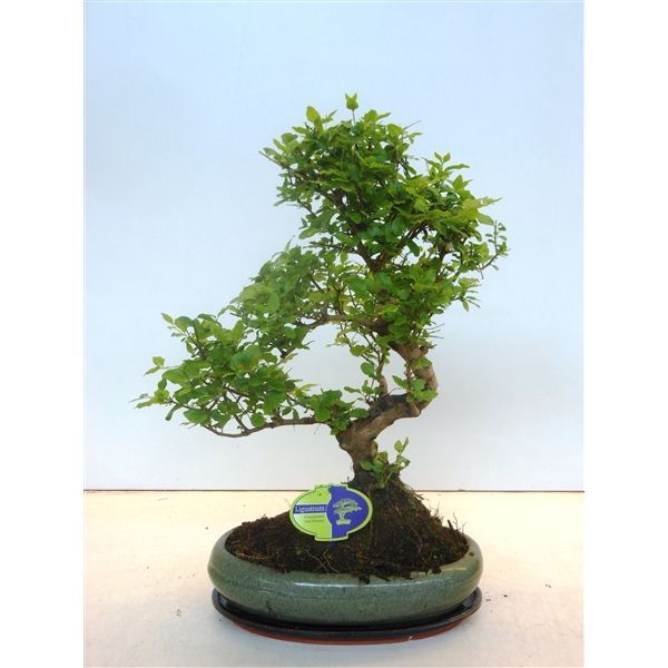 Горшечные цветы и растения оптом Bonsai Ligustrum Sinensis, 29cm., Shape, With Drip от 2шт из Голландии с доставкой по России