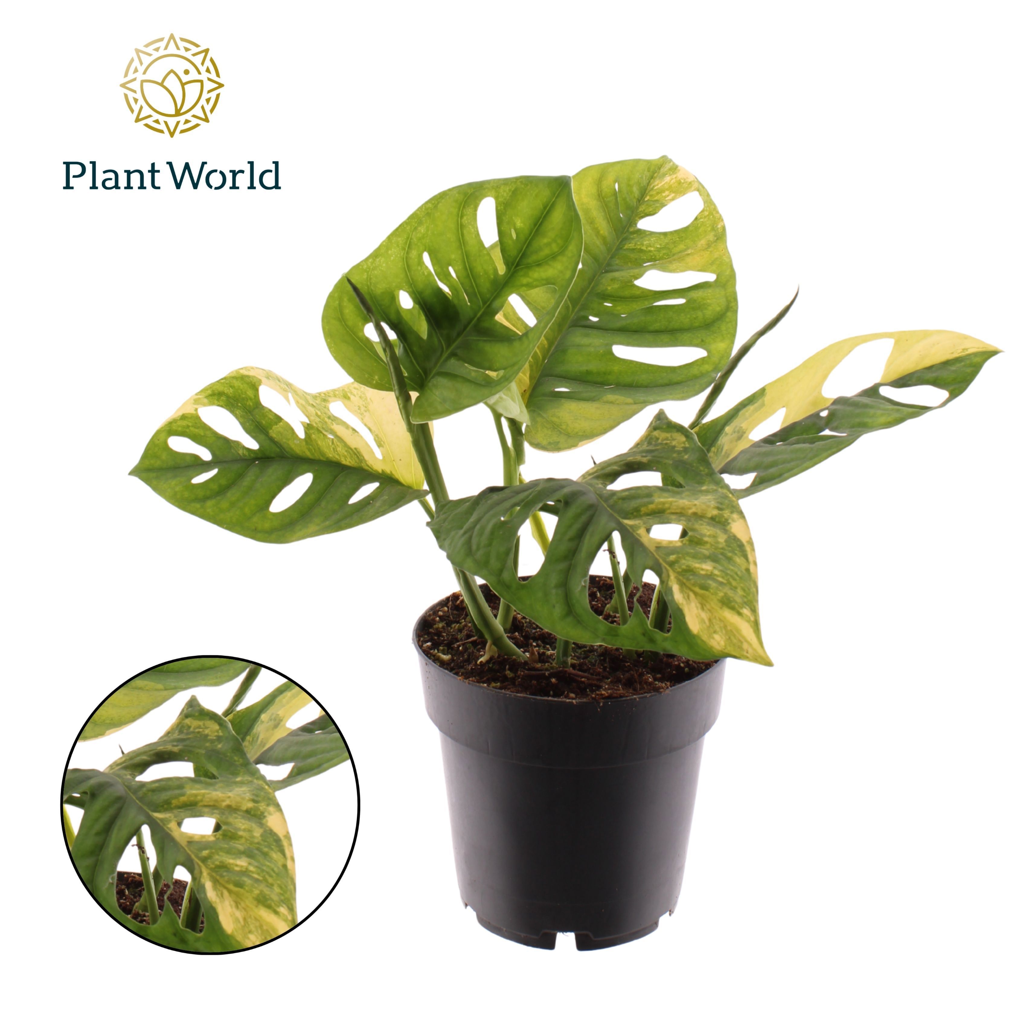 Горшечные цветы и растения оптом Monstera Variegated Aurea от 2шт из Голландии с доставкой по России
