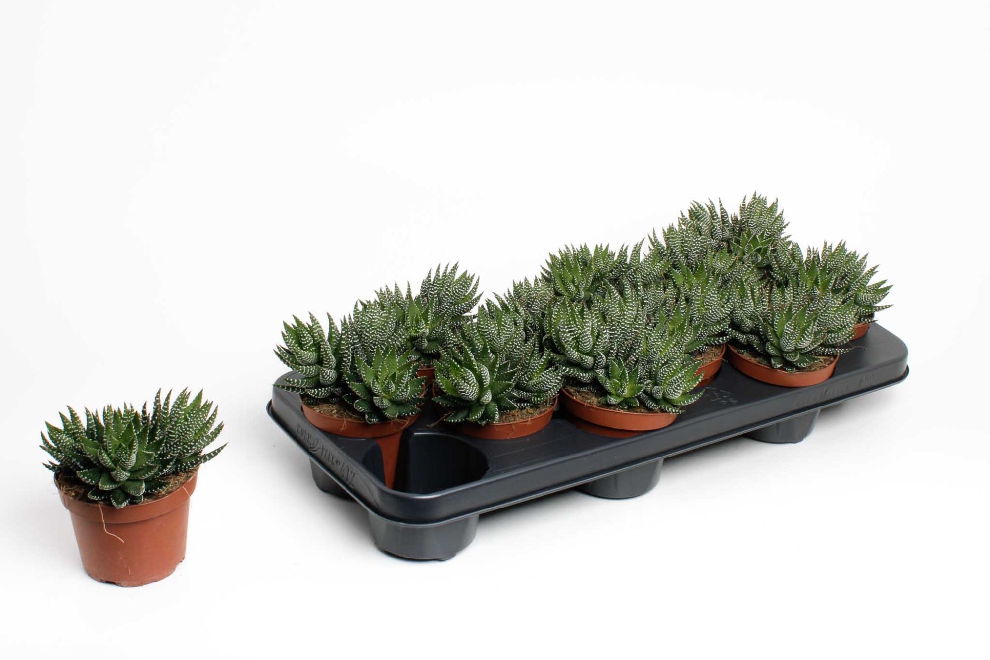 Горшечные цветы и растения оптом Haworthia Zebrina от 12шт из Голландии с доставкой по России