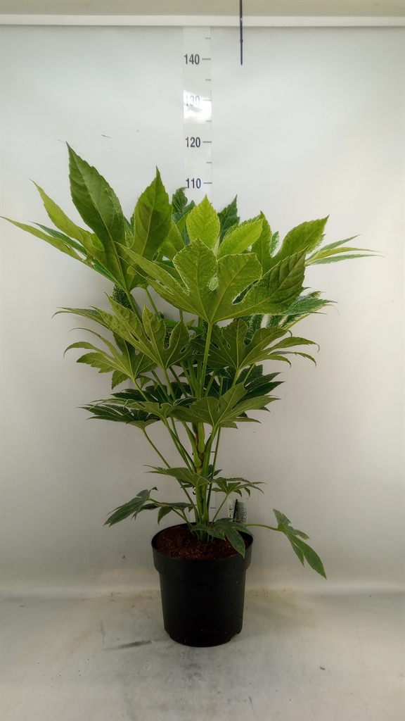 Горшечные цветы и растения оптом Fatsia Japonica   ... от 1шт из Голландии с доставкой по России