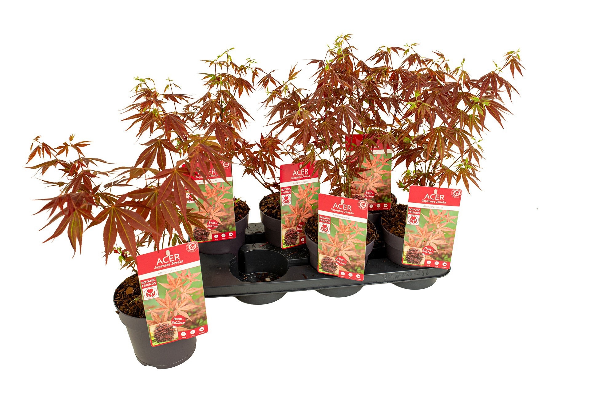 Горшечные цветы и растения оптом Acer Pa Atropurpureu от 6шт из Голландии с доставкой по России