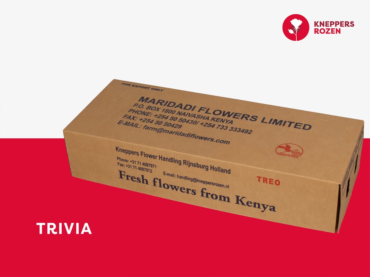 Срезанные цветы оптом Rosa large trivia от 320шт из Голландии с доставкой по России