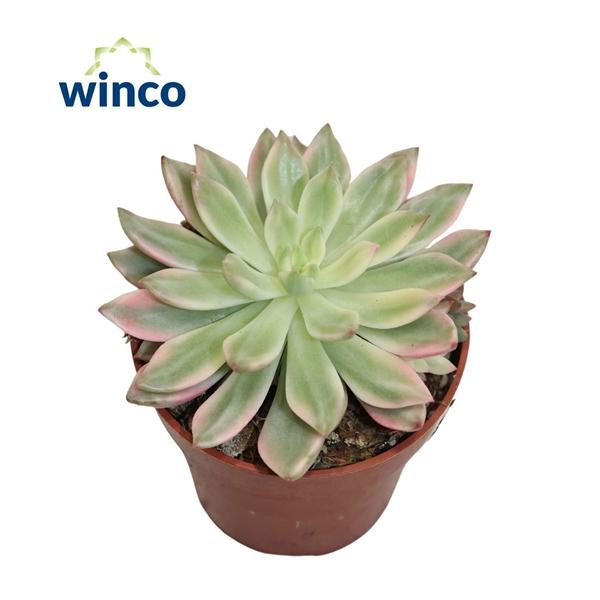 Горшечные цветы и растения оптом Echeveria Mediba Variegata от 8шт (для телеги) из Голландии с доставкой по России