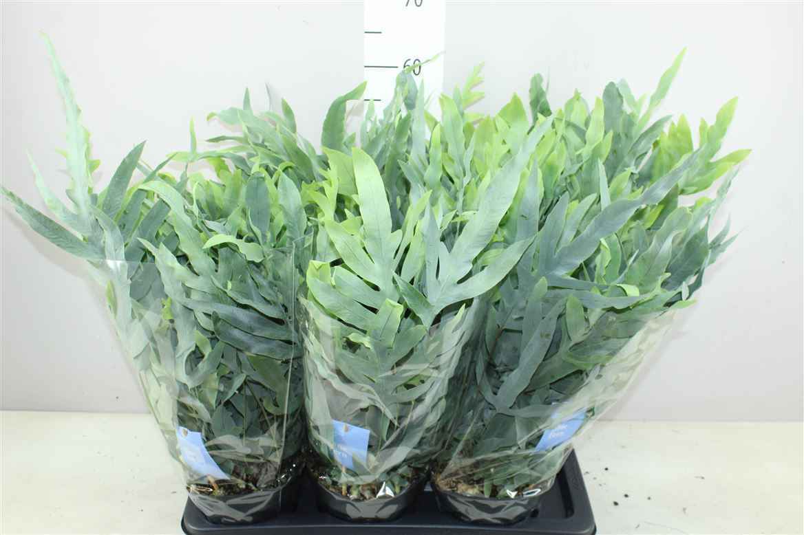 Горшечные цветы и растения оптом Phlebodium Aureum Blue Star от 6шт из Голландии с доставкой по России