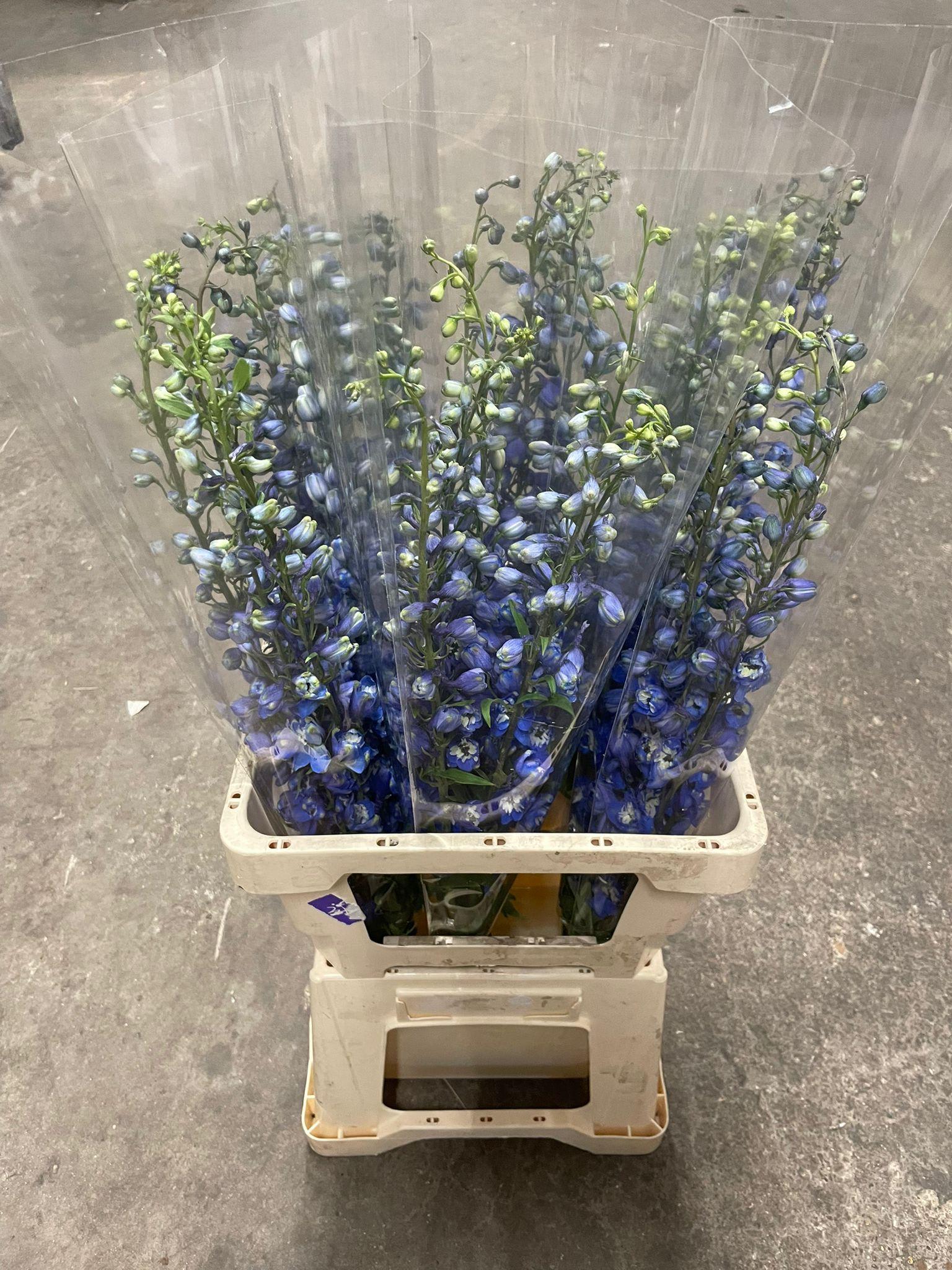 Срезанные цветы оптом Delphinium si bel magic fountain blue от 25шт из Голландии с доставкой по России
