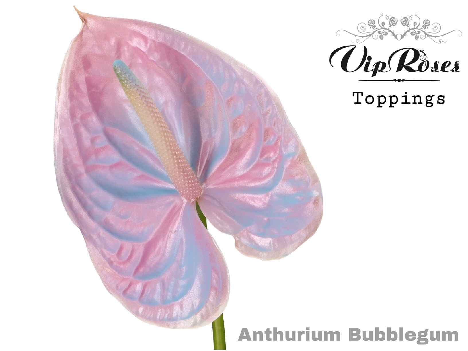 Срезанные цветы оптом Anthurium paint bubblegum от 12шт из Голландии с доставкой по России