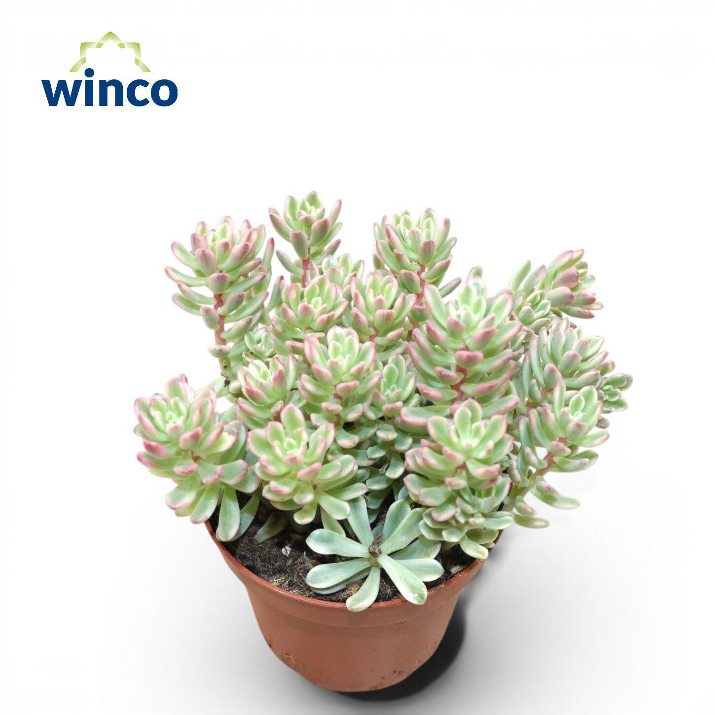 Горшечные цветы и растения оптом Sedum Rubrotinctum Variegata от 6шт из Голландии с доставкой по России