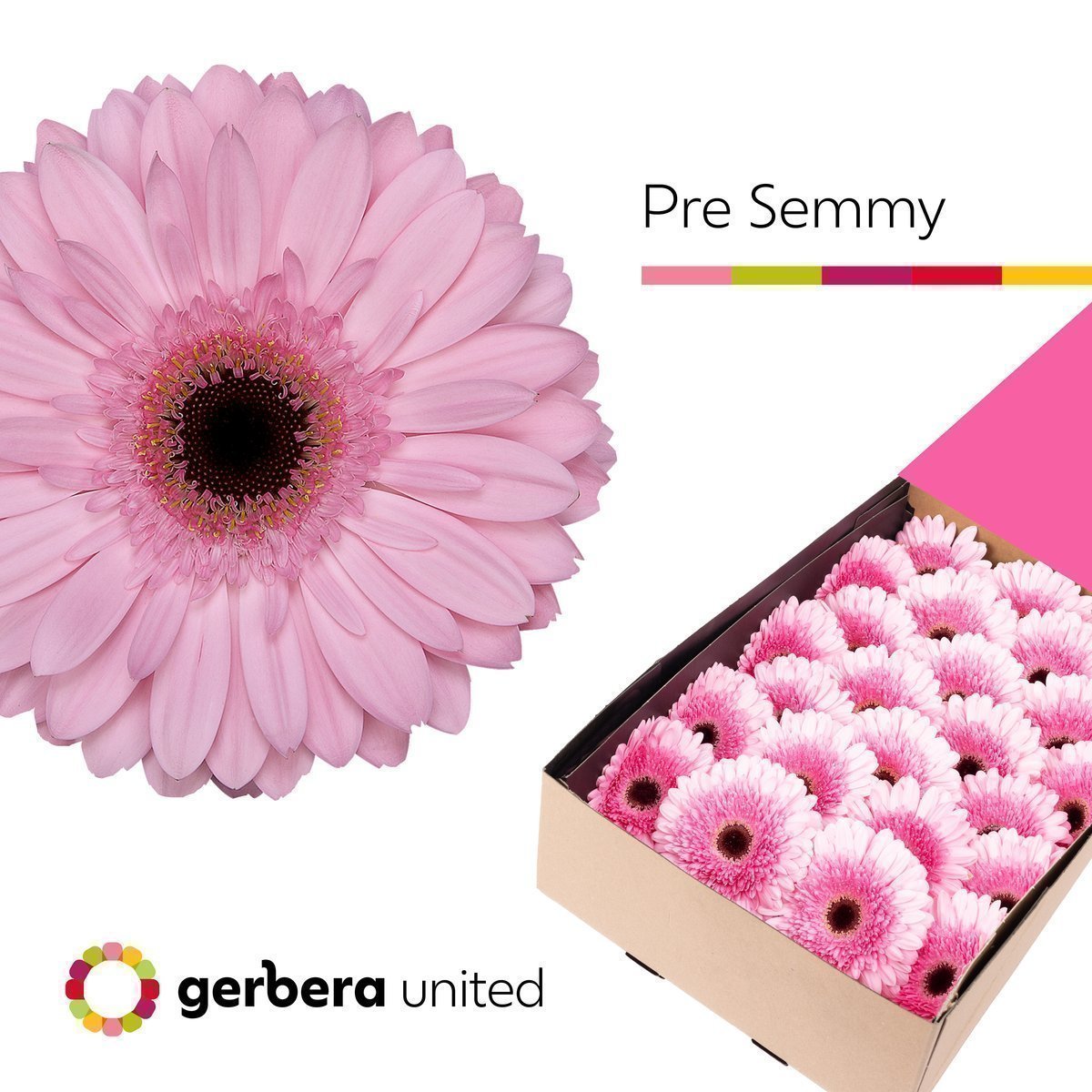 Срезанные цветы оптом Gerbera pre-semmy от 25шт из Голландии с доставкой по России