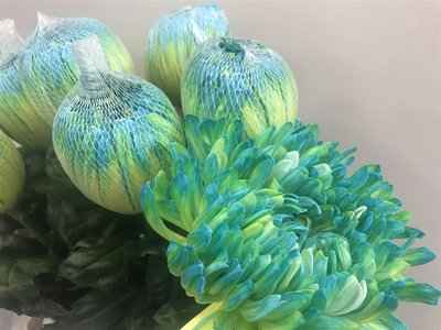 Срезанные цветы оптом Chrys bl paint antonov double mint от 40шт из Голландии с доставкой по России