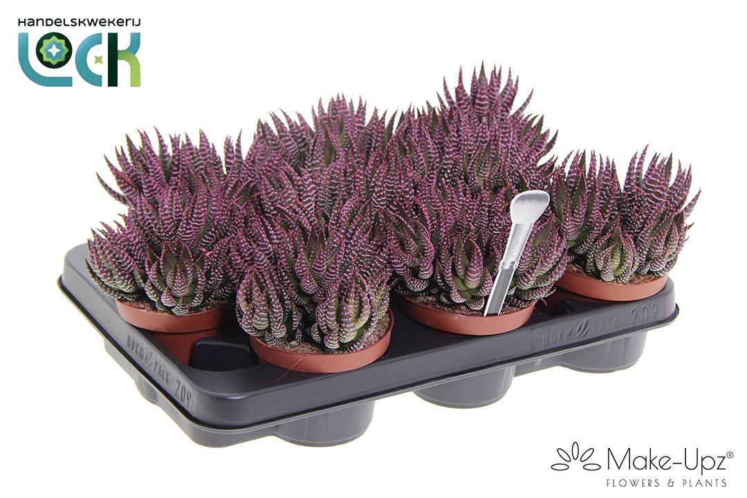 Горшечные цветы и растения оптом Haworthia Zebrina Make Upz Pink от 9шт из Голландии с доставкой по России