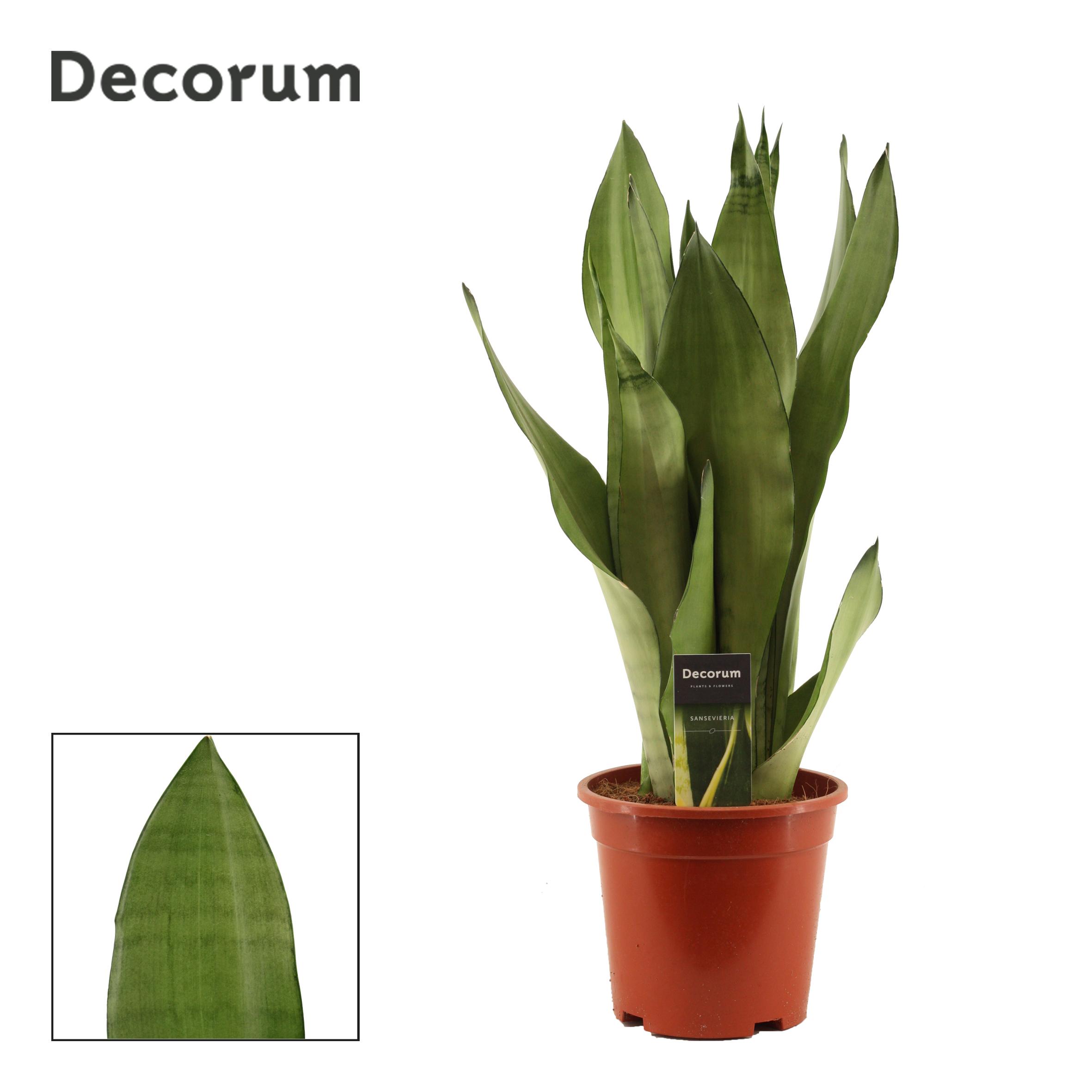 Горшечные цветы и растения оптом Sansevieria Moonshine (decorum) от 4шт из Голландии с доставкой по России