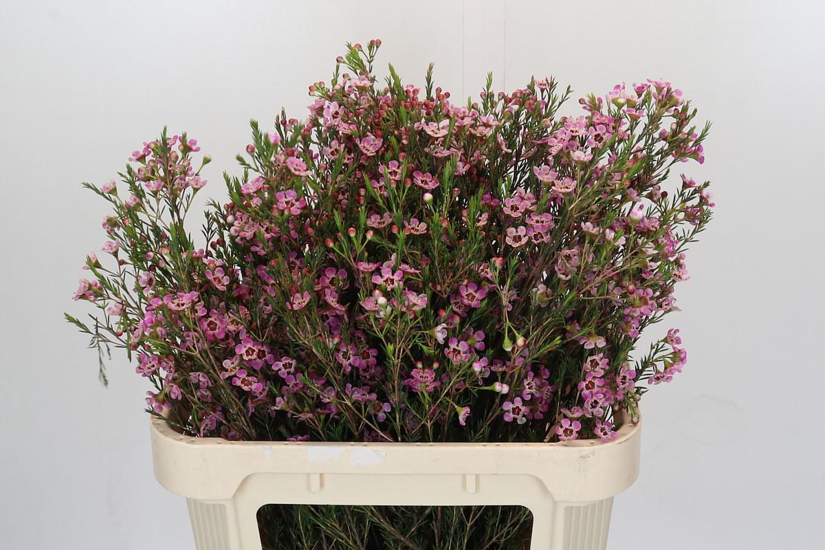 Срезанные цветы оптом Chamelaucium grand adi от 25шт из Голландии с доставкой по России