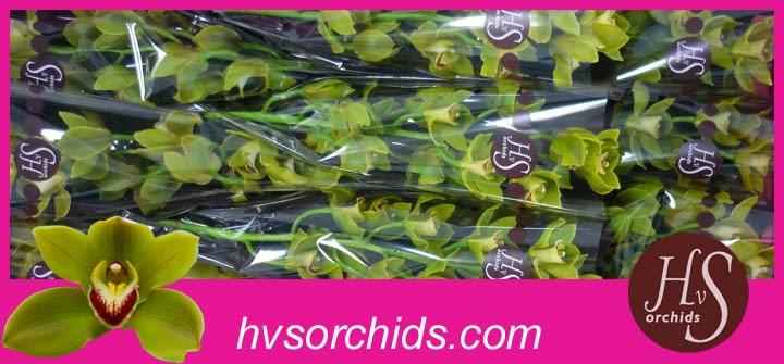 Срезанные цветы оптом Cymbidium green jungle trail от 12шт из Голландии с доставкой по России