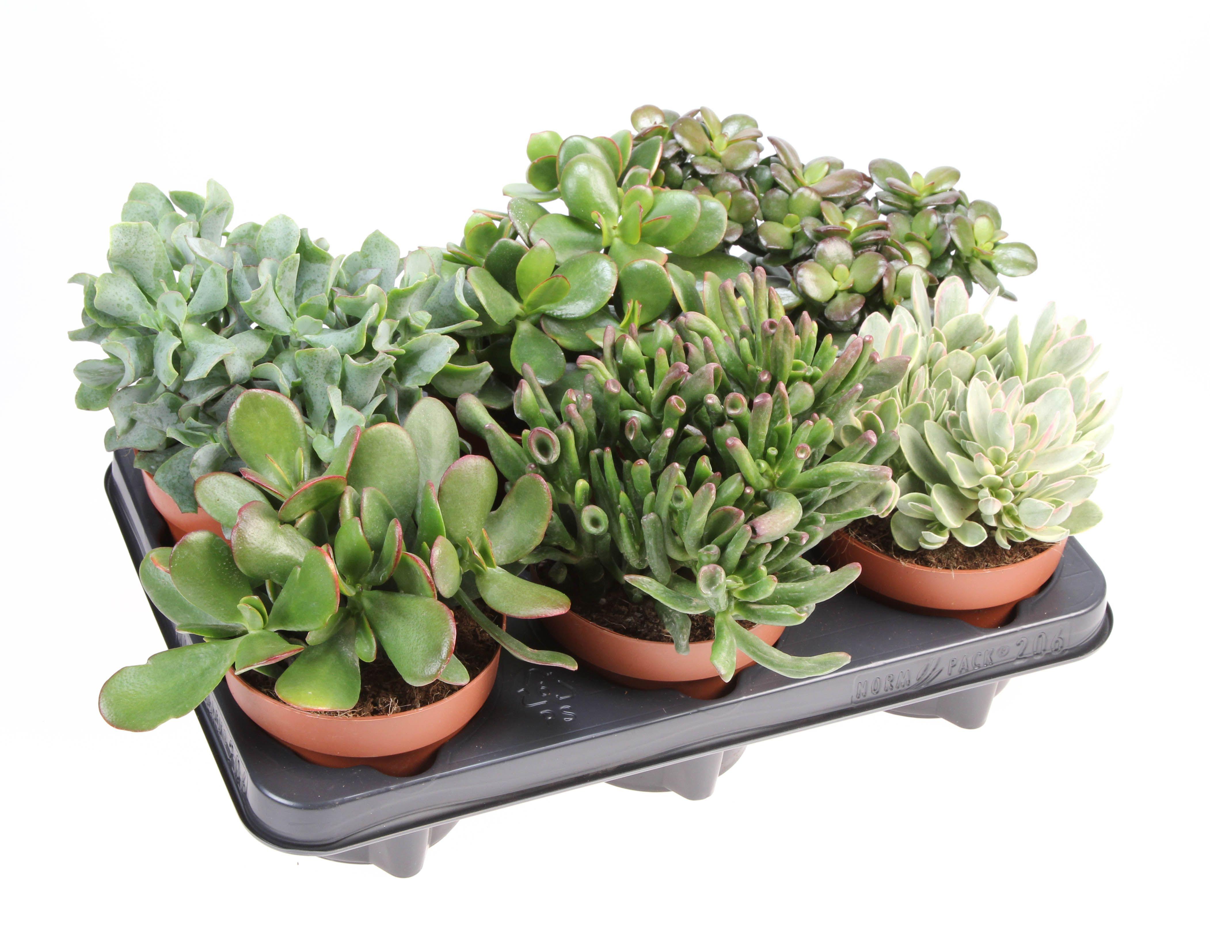 Горшечные цветы и растения оптом Crassula Mix A от 6шт из Голландии с доставкой по России