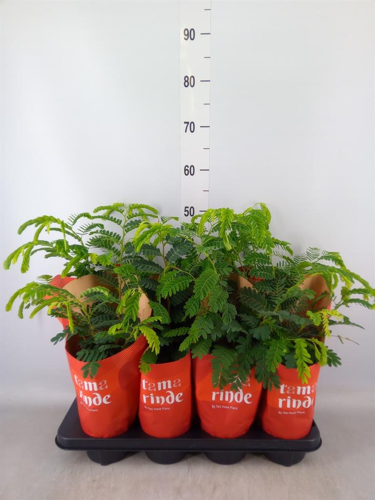 Горшечные цветы и растения оптом Tamarindus Indica от 8шт из Голландии с доставкой по России