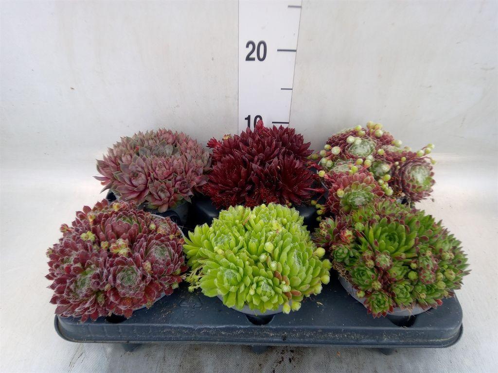 Горшечные цветы и растения оптом Sempervivum   ... от 6шт из Голландии с доставкой по России