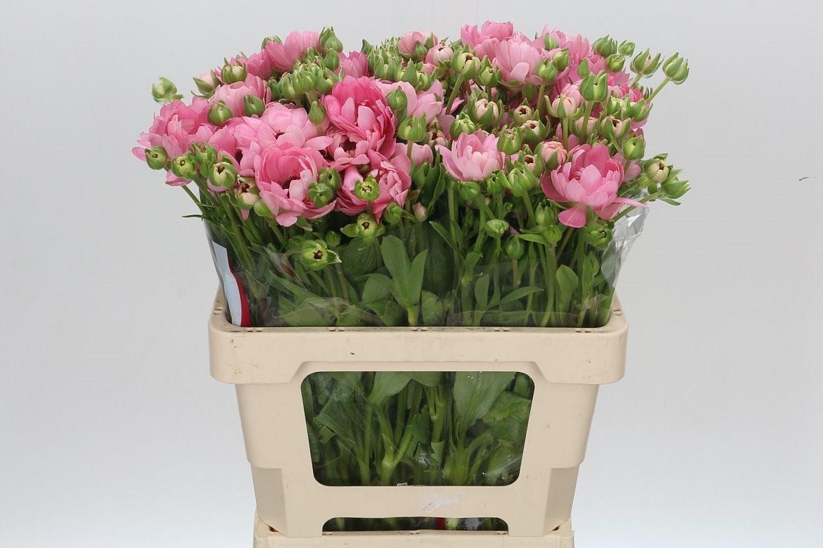 Срезанные цветы оптом Ranunculus natura moderna venus от 30шт из Голландии с доставкой по России