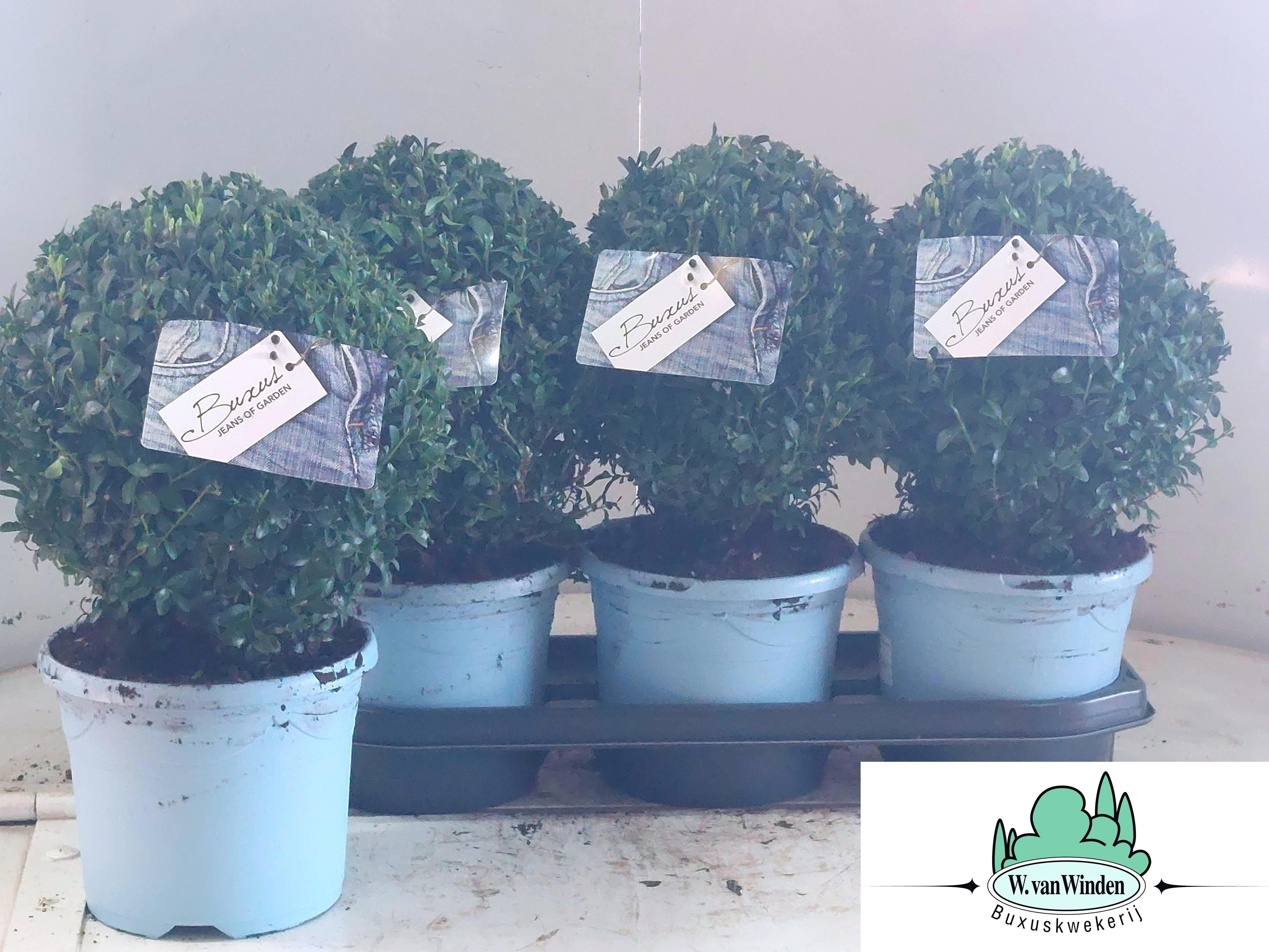Горшечные цветы и растения оптом Buxu Sempervirens от 3шт из Голландии с доставкой по России